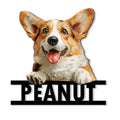 Cheerful corgi portrait metal sign with paws resting on a bold decorative wall accent