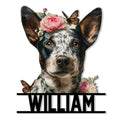 Close-up Australian Cattle Dog metal sign portrait with pink flowers and monarch butterflies