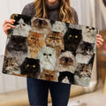 Ohaprints-Doormat-Outdoor-Indoor-A-Bunch-Of-Persian-Cats-Cat-Pattern-Gifts-For-Cat-Lover-Cat-Mom-Rubber-Door-Mat-1266-